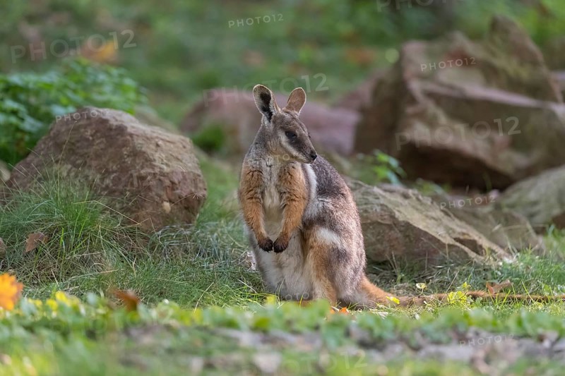 One yellow-footed rock-wallaby (Petrogale xanthopus), or ring-tailed wallaby sitting on grass between rocks and trees. Near threatened (IUCN)