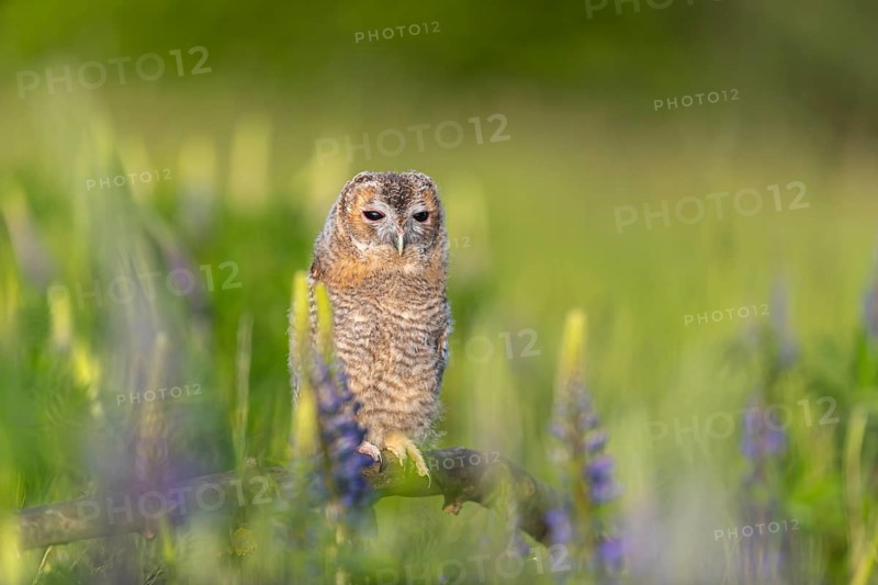 One young Ural owl (Strix uralensis) sitting on a branch lying in a field of flowering lupines in late evening light