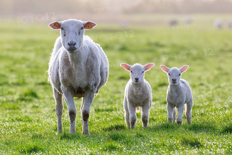 White domestic sheep ewe with two lambs in pasture in spring, North Frisia, Schleswig-Holstein, Germany, Europe
