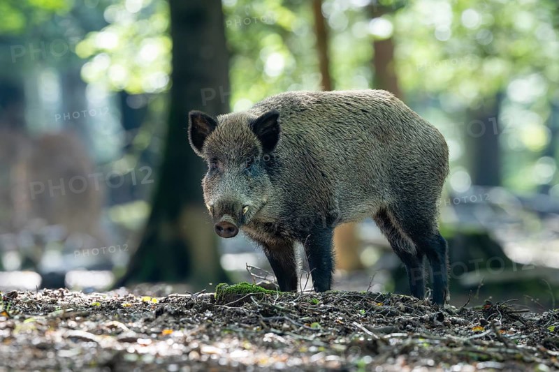 Wild boar (Sus scrofa), boar, Vulkaneifel, Rhineland-Palatinate, Germany, Europe