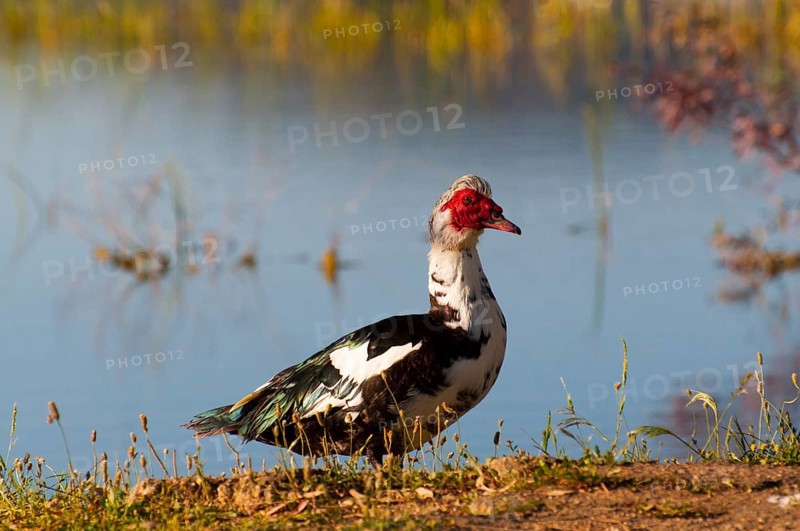 A duck stands on a grassy bank in front of a quiet lake with colourful plants in the background, Muscovy Duck, Muscovy Duck (Cairina moschata), Barbary Duck, Warty Duck, Spain, Europe