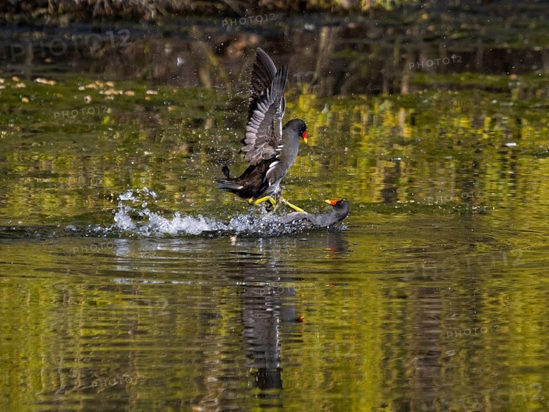 Teichhuhn (Gallinula chloropus), zwei männliche Vögel kämpfen im Wasser eines Sees um das Nistrecht im Frühjahr, Hessen, Deutschland