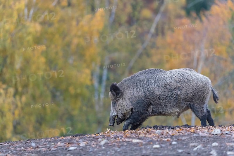 One wild boar or wild pig (Sus scrofa), walking over an opening in early morning light, searching for food, with an autumnal colored forest in the background