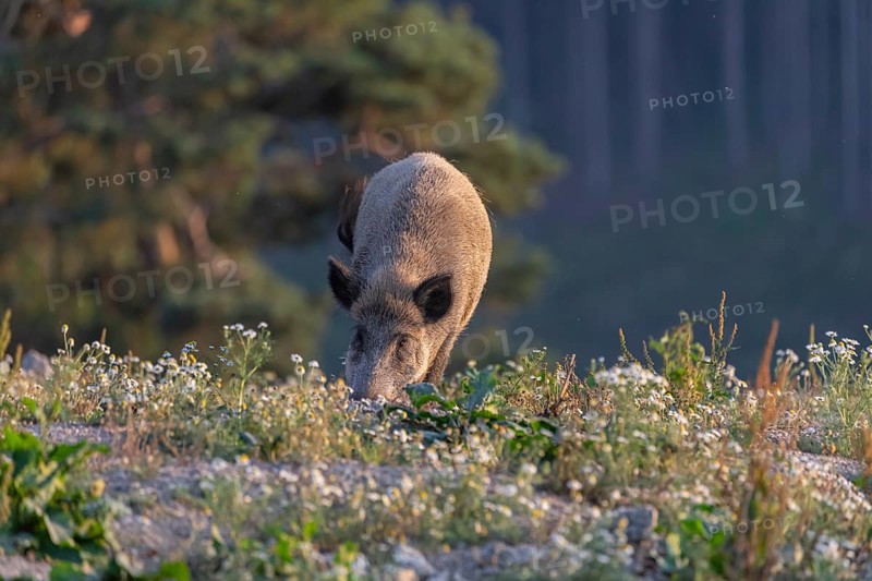 One adult wild boar or wild pig (Sus scrofa) searching for food on a flowering meadow in late afternoon light with a forest in first autumnal colours in the background