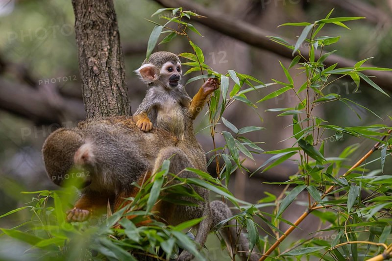One female Central American squirrel monkey, Saimiri oerstedii, carrying her baby. Green vegetation around