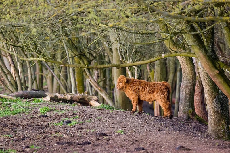 One Highland calf (Bos (primigenius) taurus) stands at a forest edge