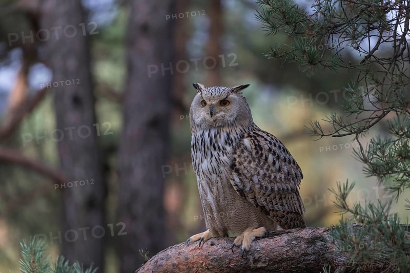 One Siberian Eagle Owl (Bubo bubo sibiricus) sitting on a branch in a forest
