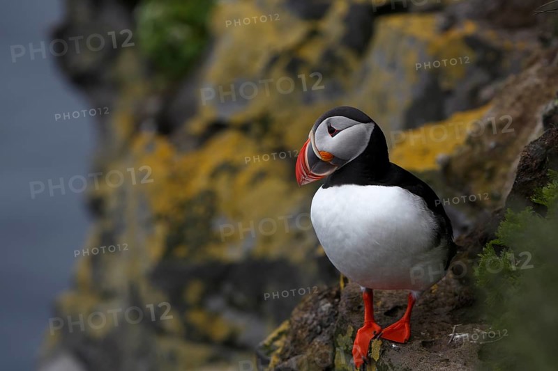 Atlantic Puffin, Common Puffin. Fratercula arctica, at the cliffs of Latrabjarg, Iceland, Europe