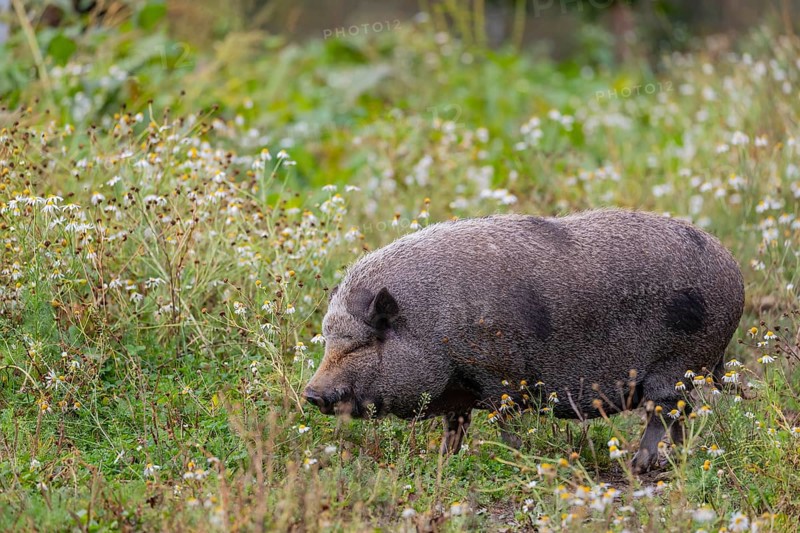 One Minipig, Sus scrofa domesticus, standing in a flowering meadow