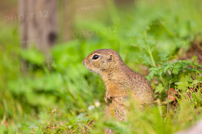 An adult European ground squirrel (Spermophilus citellus) or European souslik sits in green gras and eats something