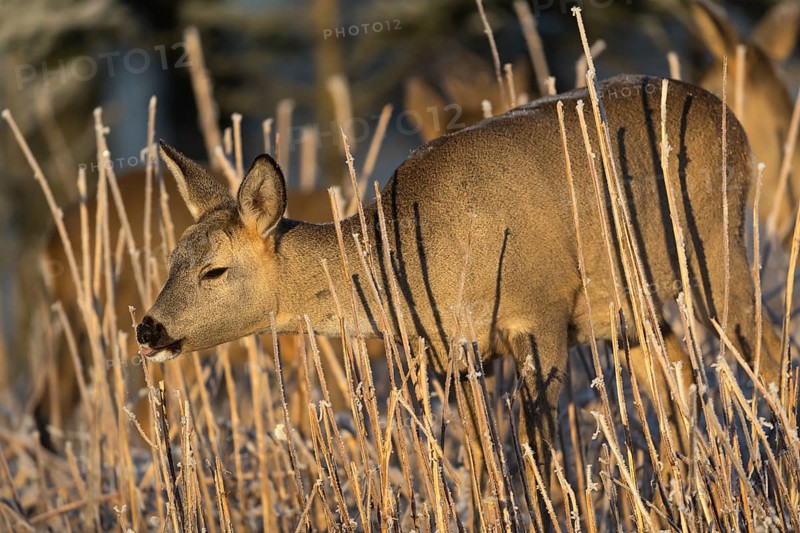 Roe deer standing in hoar frosted dead stinging nettle at minus 15 °C at sunrise. Licking off the hoar frost. Trees and dead stinging nettle in background