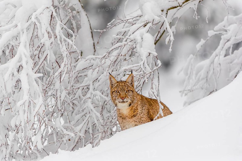 One young male Eurasian lynx, (Lynx lynx), walking through deep snow covered undergrowth in a forest