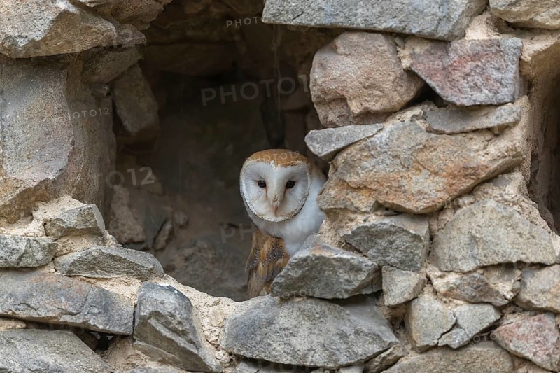 One barn owl (Tyto alba) sitting in a hole in a wall of a ruin of a monastery