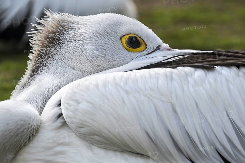Australian pelican (Pelecanus conspicillatus) resting with bill tucked between wing feathers