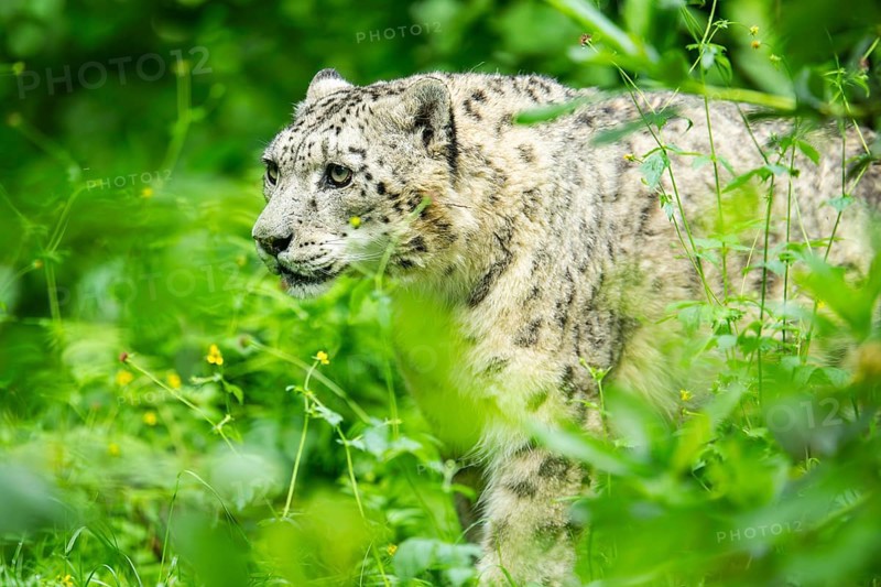 Snow leopard (Panthera uncia syn. Uncia uncia) in the forest, Germany, Europe