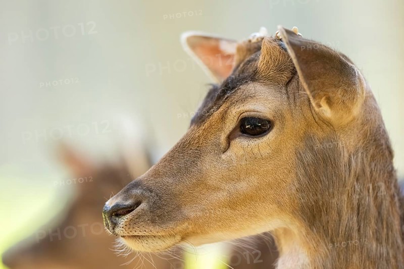 Fallow deer (Dama dama) doe, portrait, in a forest, Bavaria, Germany, Europe