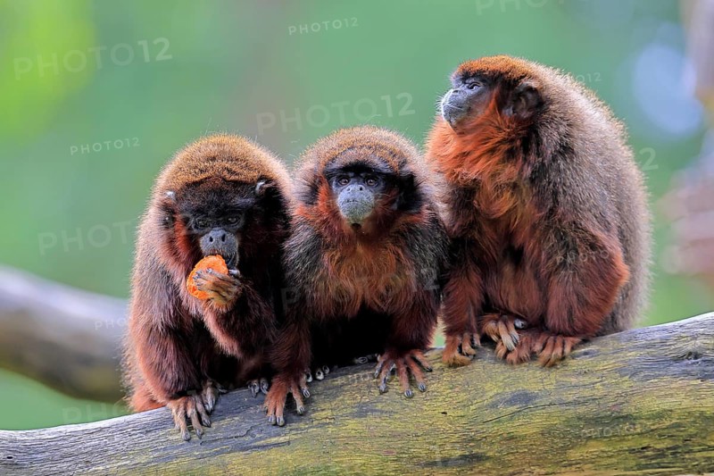 Coppery titi (Plecturocebus cupreus, Syn.: Callicebus cupreus), three coppery titi, group, feeding, adult, alert, tree trunk, South America