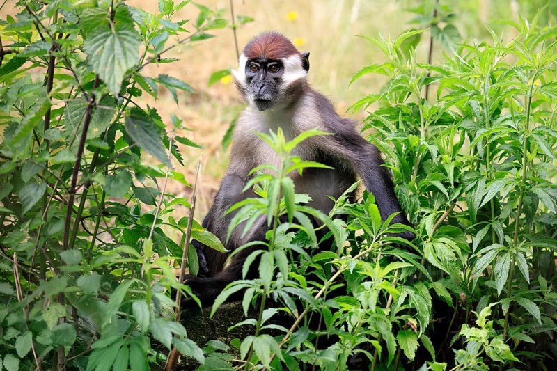 Red-crowned mangabey (Cercocebus torquatus), adult vigilant