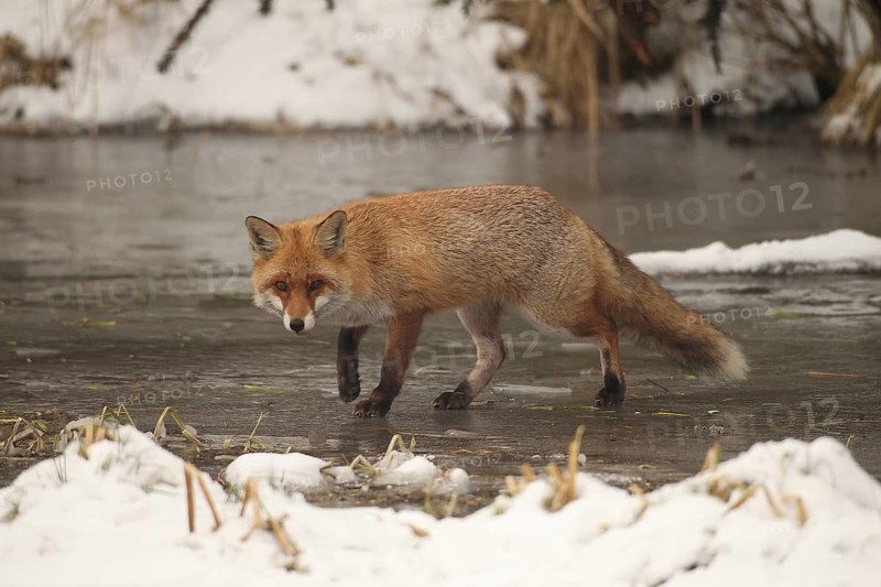 Red lynx (Vulpes vulpes) safe on frozen stream, Allgäu, Bavaria, Germany, Allgäu, Bavaria, Germany, Europe