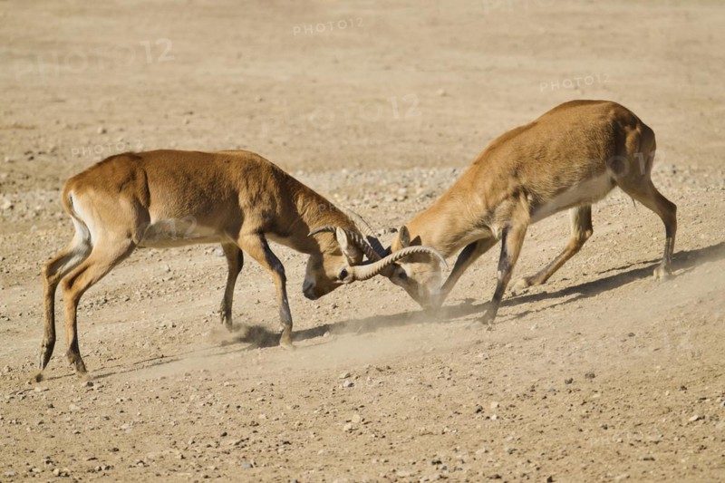 Southern lechwe (Kobus leche) arguing with each other walking in the dessert, captive, distribution Africa