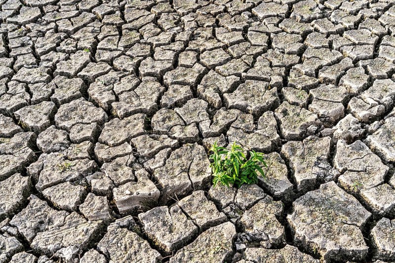 Dry soil, cracked, only a few weeds growing out of the ground, dried-up riverbed, in a side arm of the Rhine, near Duisburg