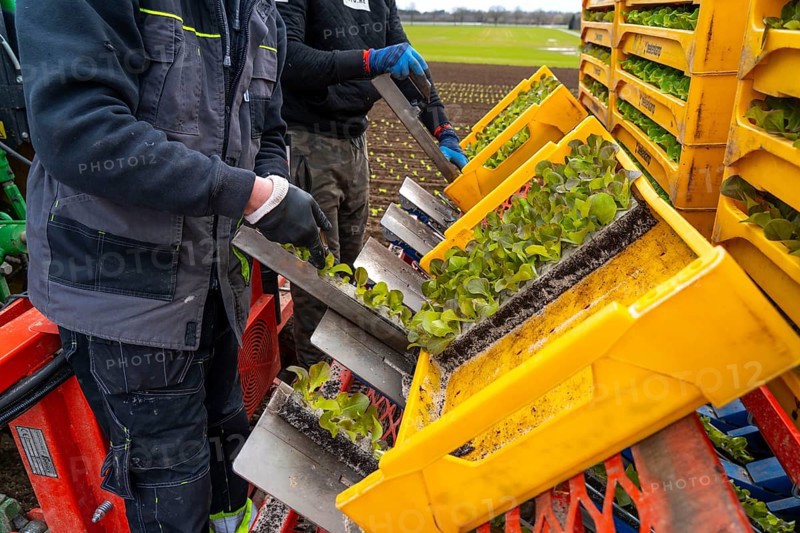Lettuce plants, in press pots, they are planted in a field with a planting machine, agriculture, spring