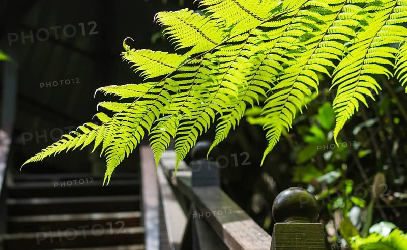 Ornamental fern leaves over the bridge in jungle