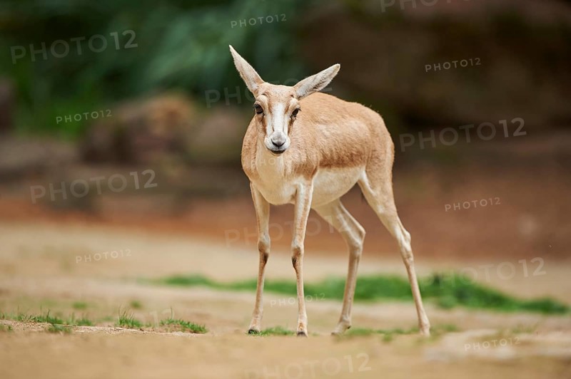 Close-up of a blackbuck (Antilope cervicapra) female in late summer, captive