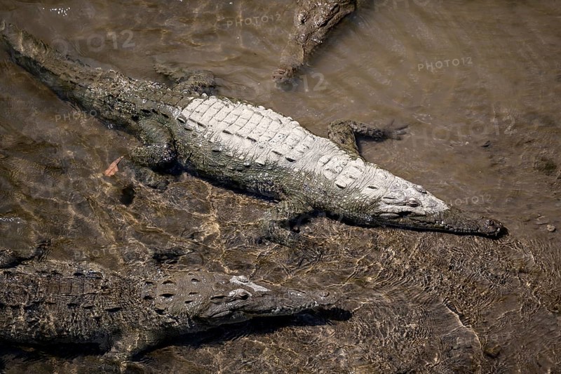 American crocodile (Crocodylus acutus) swimming in the water, from above, Rio Tarcoles, Carara National Park, Puntarenas Province, Costa Rica, Central America