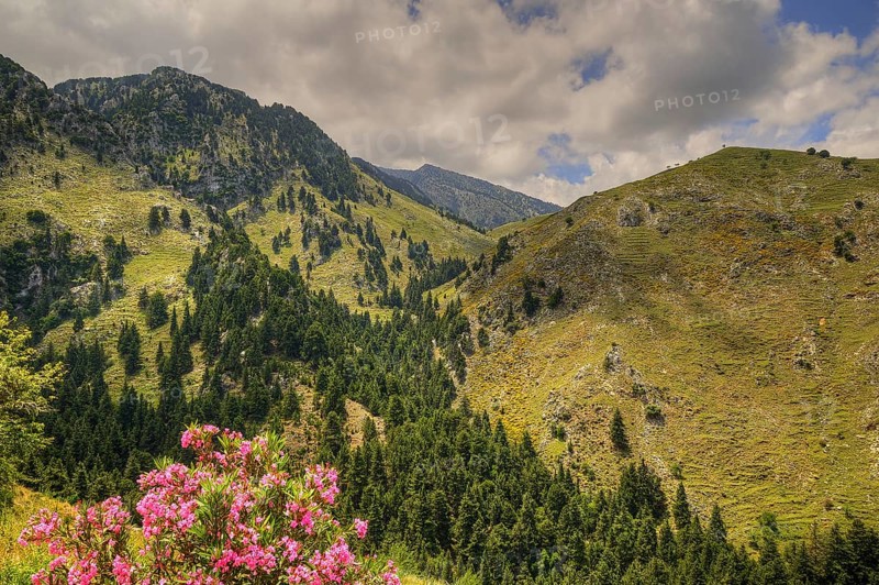 Blooming flowers in front of a picturesque mountain landscape with trees and blue sky, Lefka Ori, White Mountains, mountain massif, West, Crete, Greece, Europe