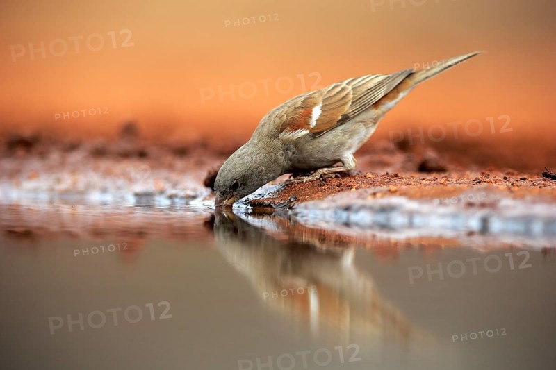 Northern grey-headed sparrow (Passer griseus), adult, at the water, drinking, Kruger National Park, Kruger National Park, Krugerpark, South Africa, Africa