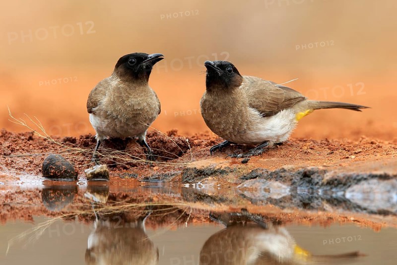 Grey bulbul (Pycnonotus barbatus), adult, pair, at the water, Kruger National Park, Kruger National Park, Krugerpark, South Africa, Africa