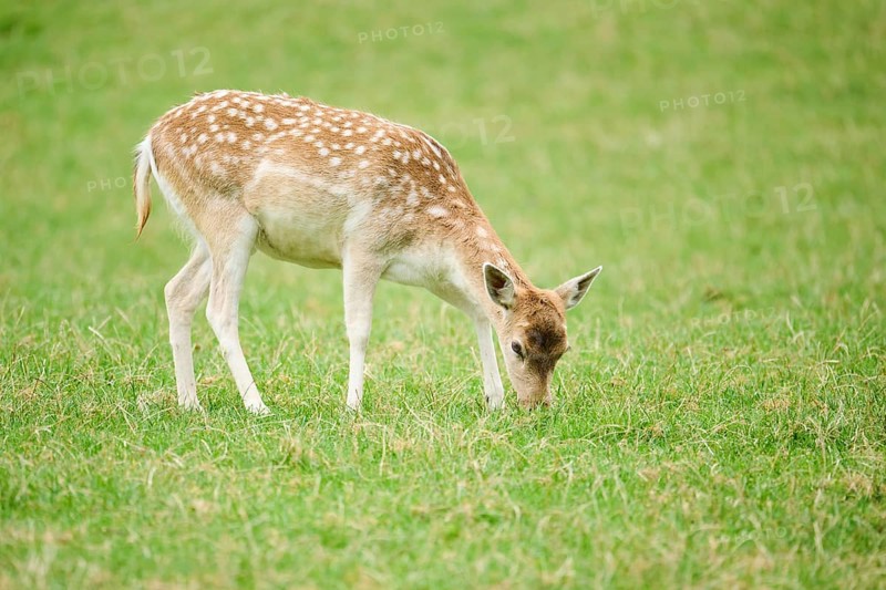 European fallow deer (Dama dama) hind standing on a meadow, tirol, Kitzbühel, Wildpark Aurach, Austria, Europe