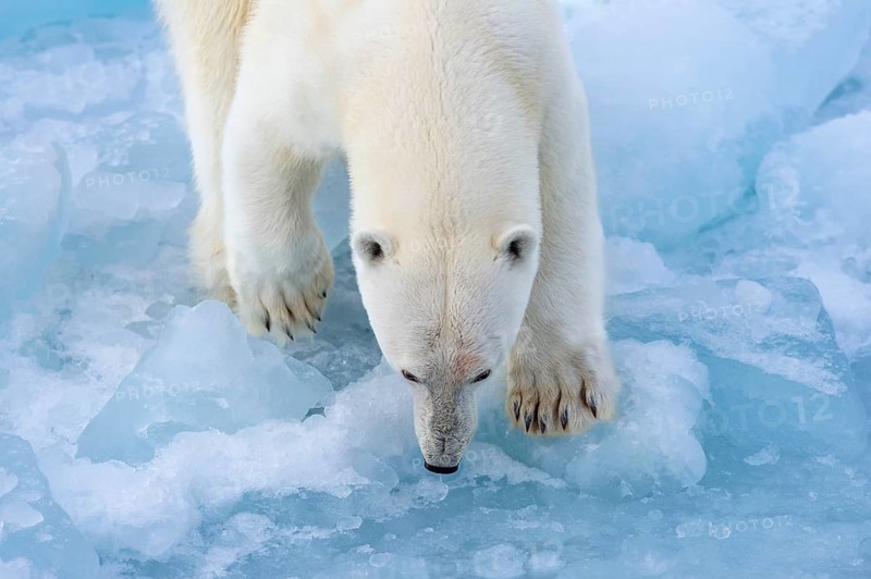Polar bear (Ursus maritimus) on the pack ice at 82 degrees north, Spitsbergen Island, Svalbard and Jan Mayen archipelago, Norway, Europe
