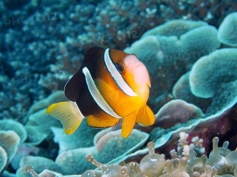 A bright Clark's anemonefish (Amphiprion clarkii) swimming over a coral reef, dive site Toyapakeh, Nusa Ceningan, Nusa Penida, Bali, Indonesia, Asia