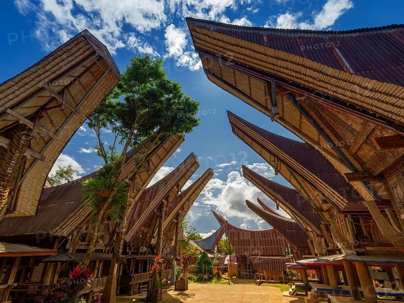 Traditional Toraja houses, Limbong village, Tana Toraja, Sulawesi, Indonesia, Asia
