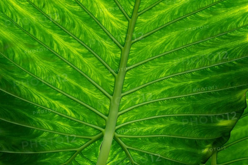 Detailed green leaf with pronounced veins and lively structure, Princess of Wales Conservatory, Royal Botanic Gardens (Kew Gardens), UNESCO World Heritage Site, Kew, Greater London, England, United Kingdom, Europe