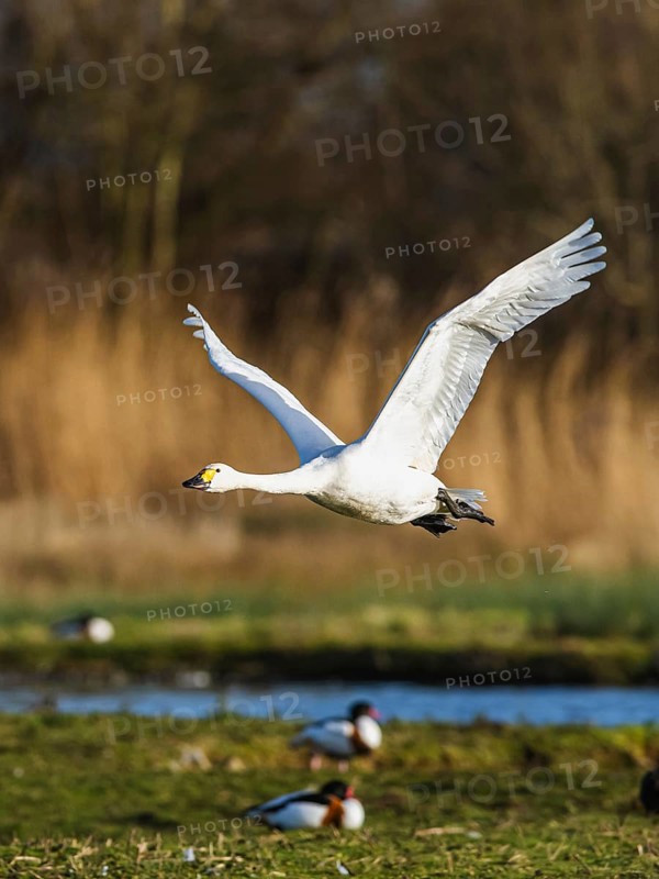 Tundra Swan, Bewick's Swan, Cygnus columbianus in flight at winter in Slimbridge, England, United Kingdom, Europe
