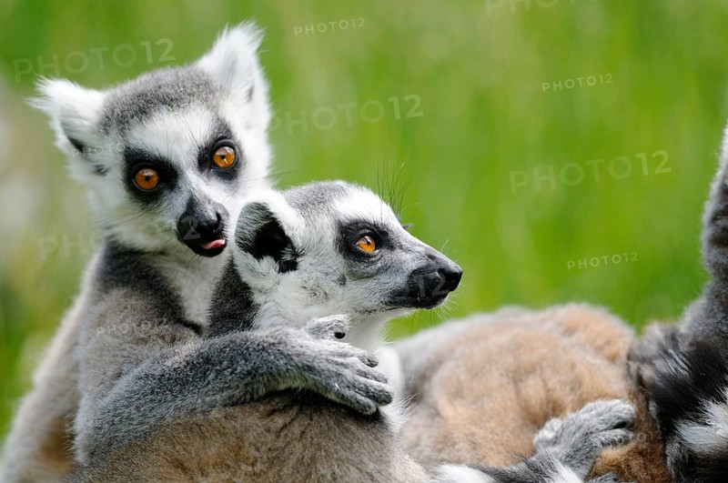 Two lemurs in a close embrace on a green meadow, one licking the other, Ring-tailed Lemur (Lemur catta), Augsburg Zoo