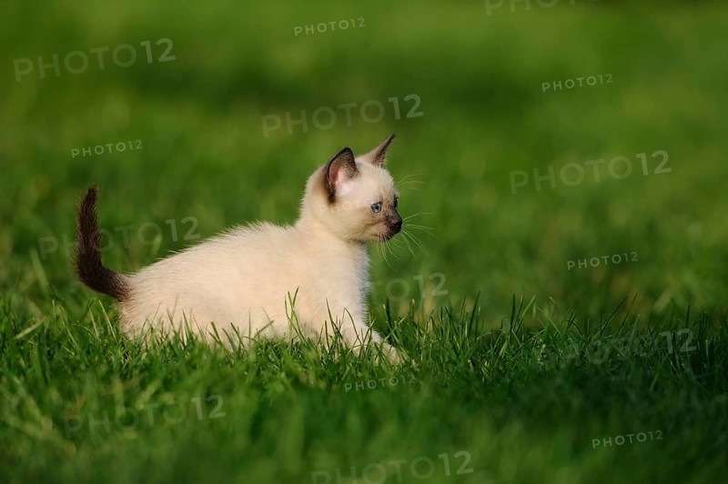 Kitten lying playfully on a green meadow in the sunshine, domestic cat (Felis catus), Siamese cat, Siamese Seal Point, Bavaria
