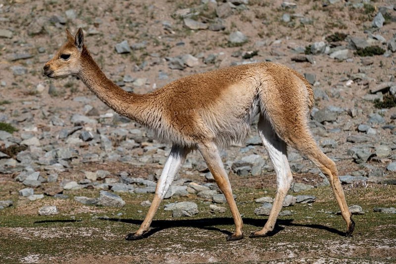 Vicuña (Lama vicugna), Catamarca Province, Argentina, South America