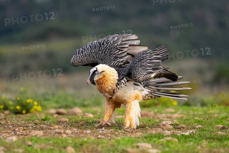 Bearded Vulture (Gypaetus barbatus) adult bird, Pyrenees, Lleida, Spain, Europe