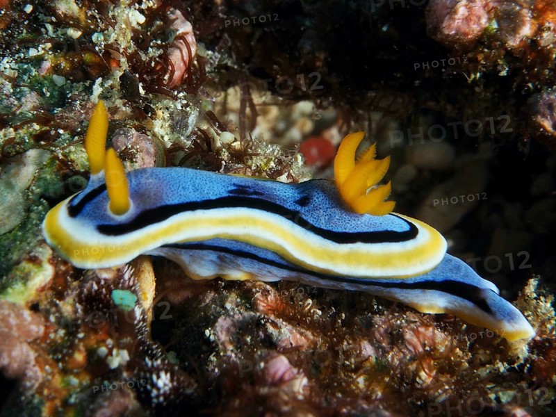 Blue nudibranch with yellow and orange stripes, Elisabeth's Chromodoris (Chromodoris elisabethina) in an underwater environment. Dive site SD, Nusa Ceningan, Nusa Penida, Bali, Indonesia, Asia