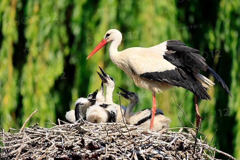 White stork (Ciconia ciconia), adult, juvenile, chick, nest, family, Heidelberg, Germany, Europe