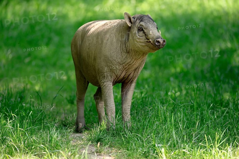 Deer boar (Babyrousa), juvenile, male, Sulawesi