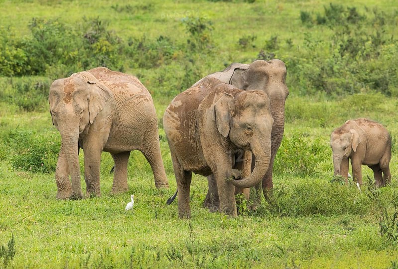 Indian elephants (Elephas maximus indicus), Khiri Khan, Hua Hin, Kui Buri National Park, Thailand, Asia