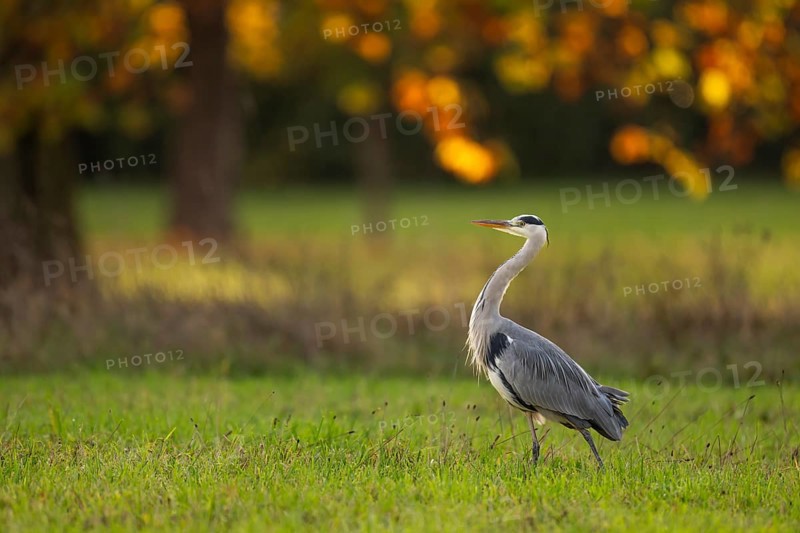 Grey heron (Ardea cinerea), animal portrait, autumn, Rosensteinpark, Stuttgart, Baden-Württemberg, Germany, Europe