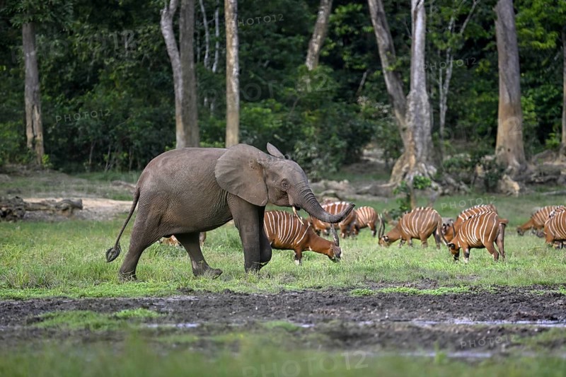 Forest elephant (Loxodonta cyclotis) and bongo antelope (Tragelaphus eurycerus) in the Dzanga Bai forest clearing, Dzanga-Ndoki National Park, Unesco World Heritage Site, Dzanga-Sangha Complex of Protected Areas (DSPAC), Sangha-Mbaéré Prefecture, Central African Republic, Africa