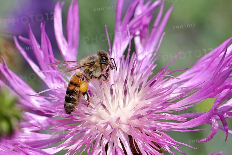 European honey bee (Apis mellifera), collecting nectar from a flower of lavender (Lavandula angustifolia), close-up, macro photograph, Wilnsdorf, North Rhine-Westphalia, Germany, Europe