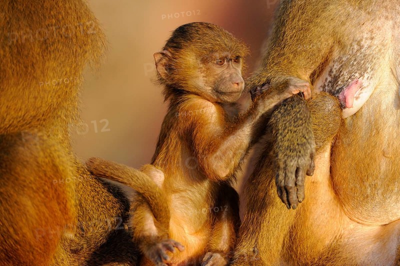 A baboon cub clings protectively to its mother, showing the familial bond and care in the animal world, Guinea baboon (Papio papio), captive